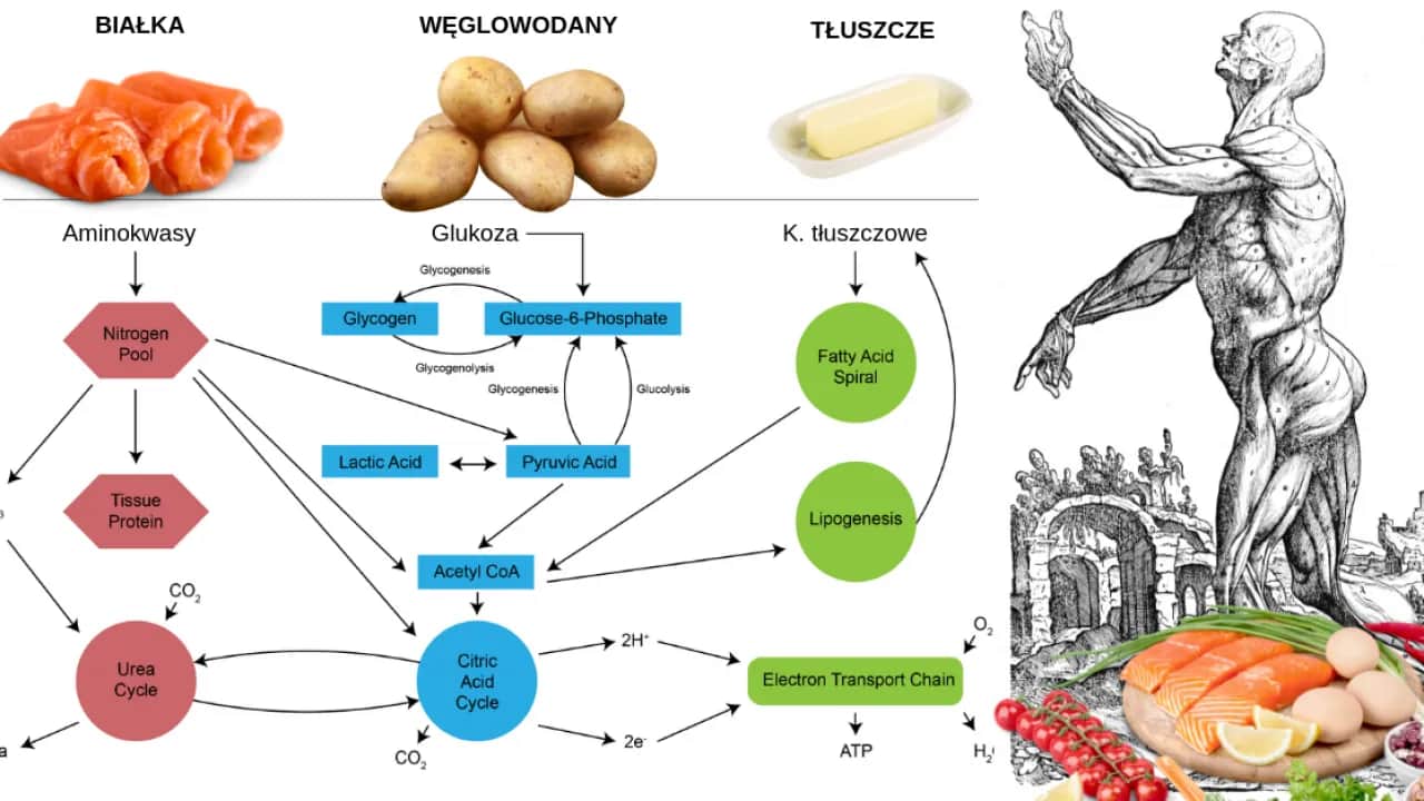 Co to jest metabolizm w biologii i jak wpływa na zdrowie?