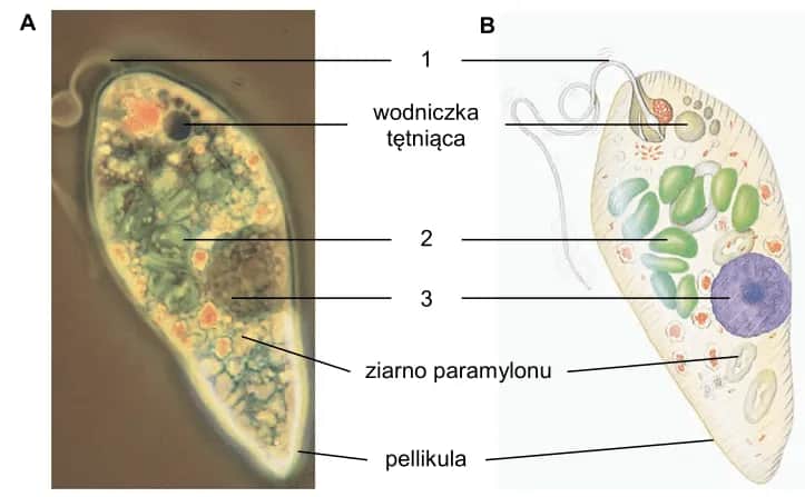 Jakie są dziedziny biologii? Poznaj różnorodność i ich znaczenie