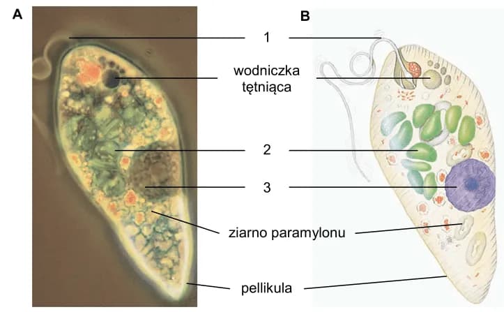 Jakie są dziedziny biologii? Poznaj różnorodność i ich znaczenie