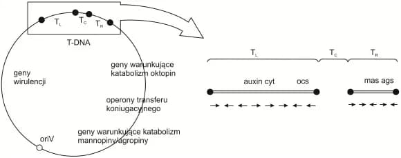 Co to jest wektor w biologii i jak zmienia inżynierię genetyczną